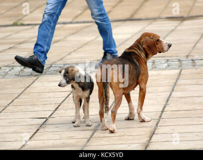 icture of a sad stray dogs on the street Stock Photo