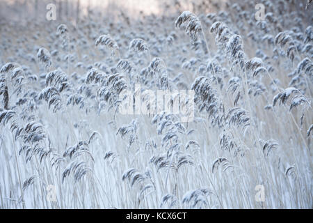 Bulrush covered in snow at winter Stock Photo