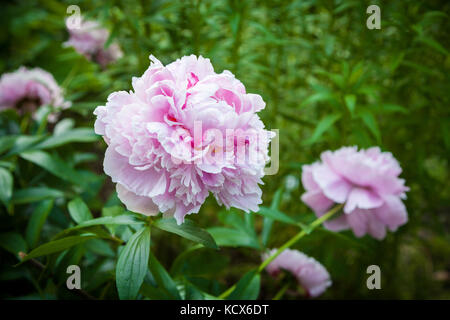 Pink peony bush. One flower in focus. Closeup. Stock Photo