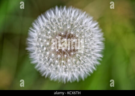 Overhead detailed shot of dandelion head Stock Photo