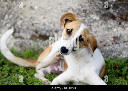 picture of a stray dog scratcing fur with fleas Stock Photo