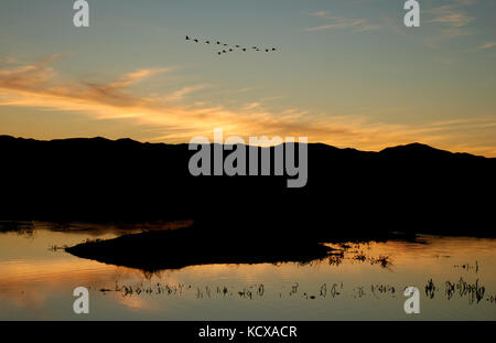 Sandhill cranes winter in the wetlands of Whitewater Draw in Southeast Arizona Stock Photo
