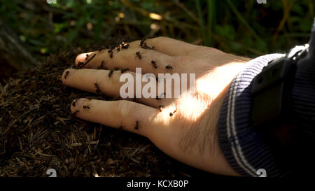 Man's hand with a swarm of ants. Little ants crawling on a man's hand ...