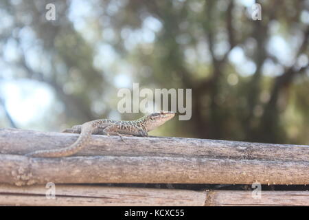 Smiling Green Lizard Sitting On Top Of Logs. Stock Photo