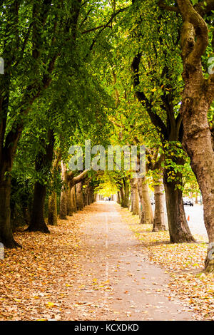 Griffith Avenue, Dublin 9, Ireland, leafy Tree Lined street in Autumn with lush colours and fallen leaves autumn concept, death concept dublin street Stock Photo