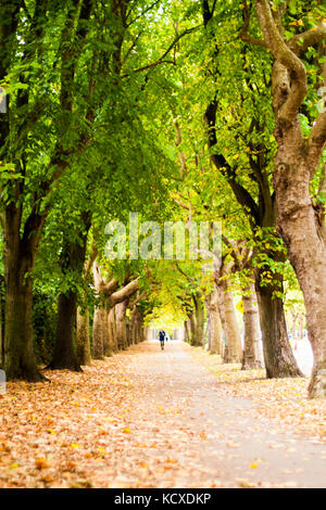 Griffith Avenue, Dublin 9, Ireland, Tree Lined street in Autumn with lush colours and fallen leaves, leaves falling Stock Photo