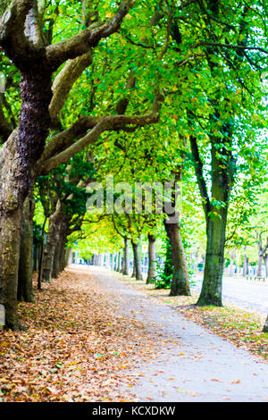 Griffith Avenue, Dublin 9, Ireland, Tree Lined street in Autumn with lush colours and fallen leaves autumn concept, death concept Stock Photo