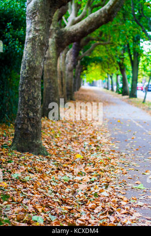 Griffith Avenue, Dublin 9, Ireland, Tree Lined street in Autumn with lush colours and fallen leaves autumn concept, dublin street tree lined Stock Photo