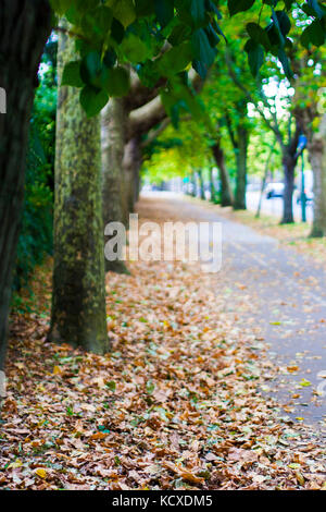 Griffith Avenue, Dublin 9, Ireland, Tree Lined street in Autumn with lush colours and fallen leaves, leaves falling autumn concept, death concept Stock Photo