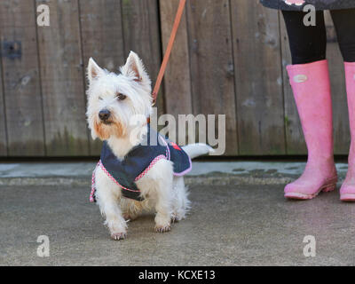 Westie on sale rain boots