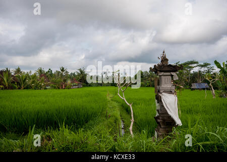 Rice field viewed from Campuan Ridge Walk. Ubud, Bali, Indonesia Stock Photo