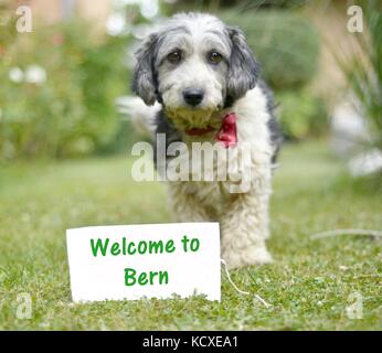 picture of a The cute black and white adopted stray dog on a green grass. blank invitation for text. focus on a head of dog Stock Photo