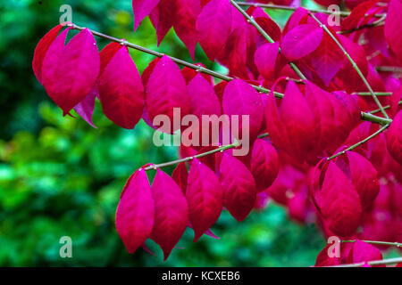 Euonymus alatus 'Compactus', winged spindle or burning bush in autumn red leaves Stock Photo