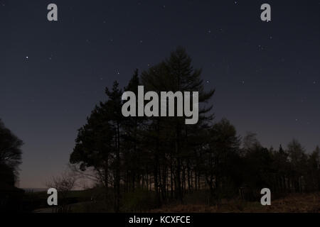 Stars at night over trees, Stanage Plantation, Peak District, UK Stock Photo