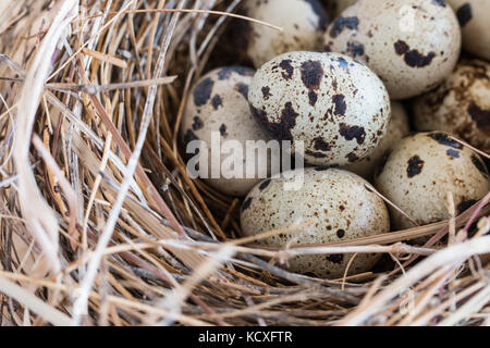 quail eggs in a nest and laid out around it border. Stock Photo