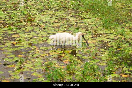 Royal Spoonbill bird searching for food in a shallow lake Stock Photo