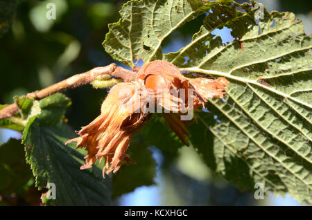 Brown hazelnuts on the tree. Stock Photo