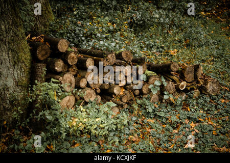 Pile of sawn lumber in forest Stock Photo