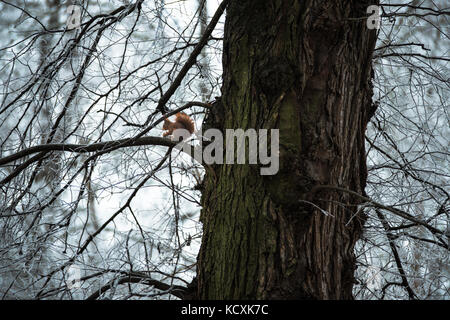 Squirrel with a nut sitting on a tree in winter Stock Photo