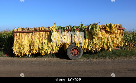 Mature newly harvested tobacco hanging outside in a trailer on a Southern Ontario farm Stock Photo