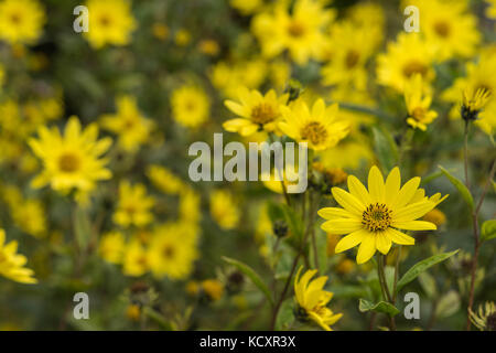 Common Ragwort Senecio jacobaea - beautiful yellow flower closeup macro Stock Photo