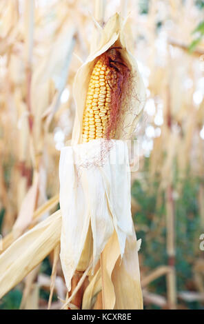 organic farming - corn crops on the stalk growing in the field Stock Photo