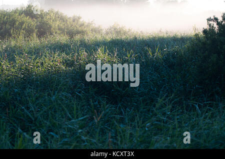 White morning fog over green, deep grass field. Forest behind. Stock Photo