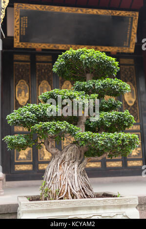 Bonsai tree in a temple Stock Photo