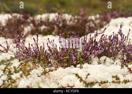 White reindeer moss and flowering heather in summer tundra. Norway Stock Photo