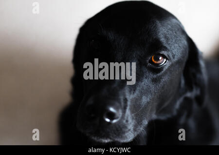 A portrait of a black Labrador with copy space on the left. Stock Photo