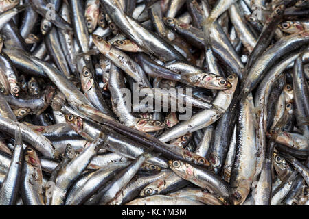 Sardines for sale at the fish market in Vieux Port, Marseille, France Stock Photo