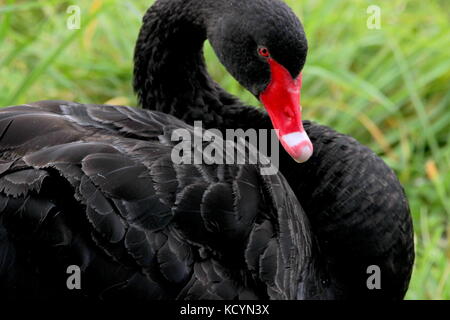 New Zealand black swan with cygnets Stock Photo