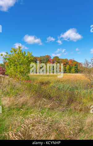 Area of wetlands near Orillia Ontario Canada taken in early autumn as trees change colour. Stock Photo