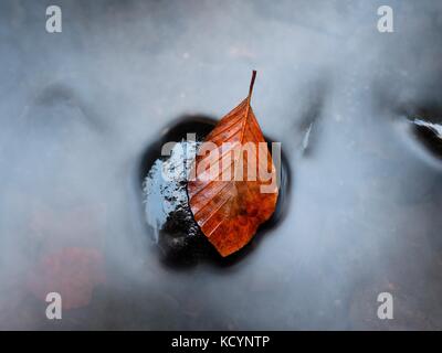 Autumn orange colors in water. Death beech  leaf is laying on wet stone in cold mountain stream. Stones and colorful autumn leaves. Stock Photo