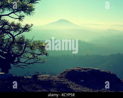 Wild bonsai pine tree on sandstone rocky cliff. Tourist resort. Natural park.  Blue mist in long valley below peak. Toned photo. Stock Photo