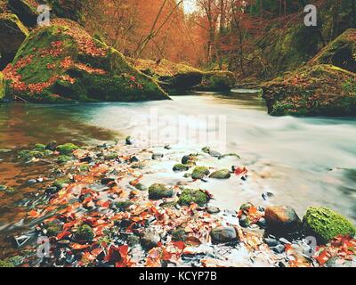 Stony bank of autumn mountain river covered by orange beech leaves. Fresh colorful leaves on branches above water make reflection