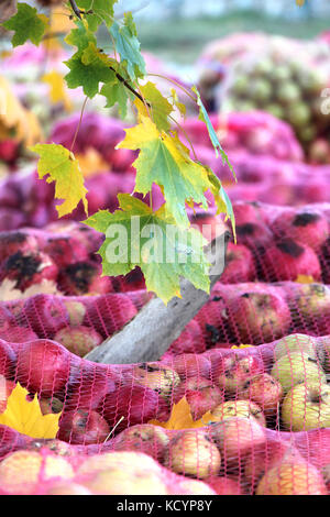 picture of a autumn leaves in fornt of a mesh bags of freshly picked apples for juice industry on early morning. Stock Photo