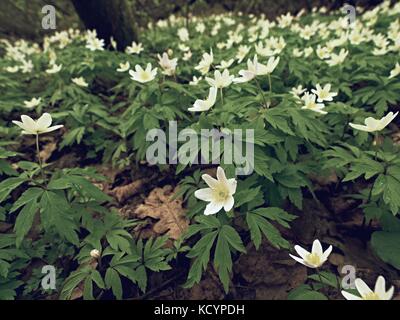 Wood anemones in blossom. Flowering anemone nemorosa (well known as windflower or thimbleweed or smell fox) during spring season Stock Photo