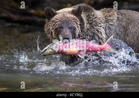 Grizzly Bear (Ursus arctos horribilis), secind year cub in water of salmon stream  feeding on Sockeye Salmon (oncorhynchus nerka), Fall, Autumn, Central British Columbia, Canada Stock Photo