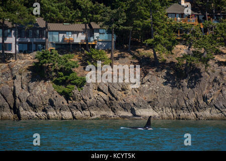 Orca, Pender Island, British Columbia, Canada Stock Photo