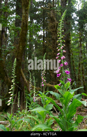 Foxglove, Digitalis, Haida Gwaii, formerly known as Queen Charlotte Islands, British Columbia, Canada Stock Photo