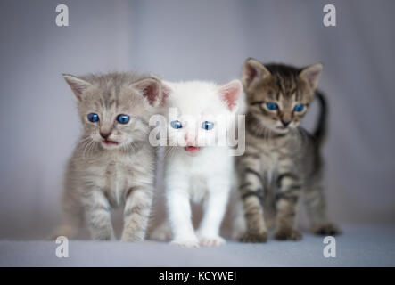 small 3 weeks old kittens Stock Photo