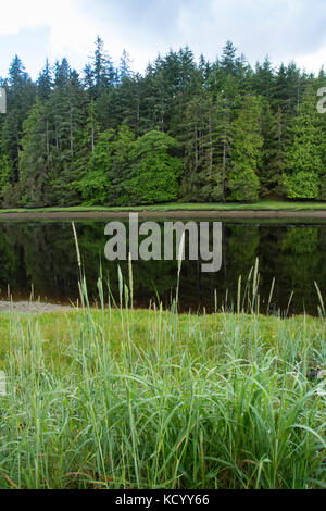 Tlell River,  Haida Gwaii, formerly known as Queen Charlotte Islands, British Columbia, Canada Stock Photo