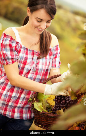 cheerful female vintner woman harvesting in a vineyard Stock Photo