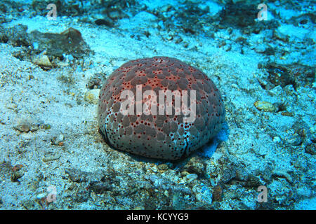 Pin cushion sea star (Culcita schmedeliana) underwater in the coral reef Stock Photo