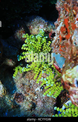 Green macroalgae (Halimeda opuntia) underwater in the tropical coral reef Stock Photo