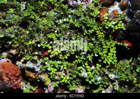 Green macroalgae (Halimeda opuntia) underwater in the tropical coral reef Stock Photo