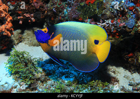 Blueface angelfish (Pomacanthus xanthometopon) underwater in the indian ocean Stock Photo