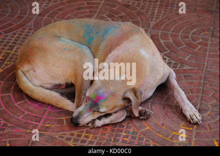 dog sleeping on sidewalk during Holi Festival, Panjim or Panaji, Goa, India Stock Photo