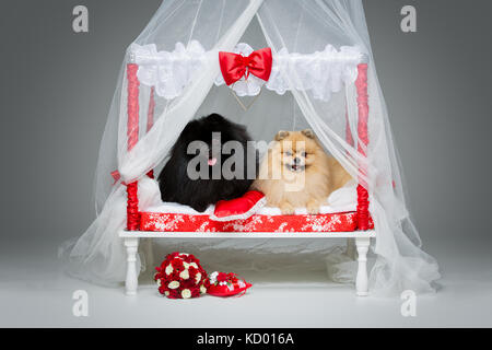 Spitz dog wedding couple on bed Stock Photo